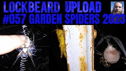 UPLOAD #57. GARDEN SPIDERS 2023