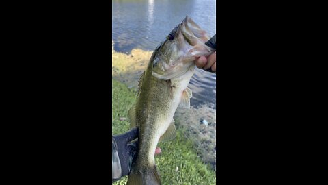 Nice bass #bassfishing #fishing #pondfishing