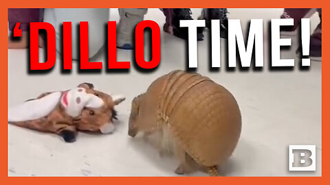 Armadillo Time! Cachi the Armadillo Shows Off for School Children During Playtime