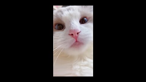 Funny cats meow baby cute compilation 😍😍 Funny/funny/Cute/cute/animals/animal/