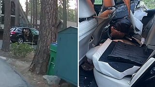 Police rescue curious bear trapped inside car