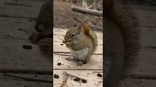 Up close of a squirrel eating