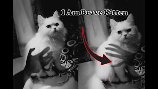 This Brave Kitten Is Not Afraid Of Ghost's Hand Shadow