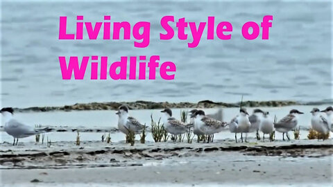 Living Style of Wildlife