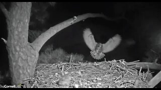 Mom Returns With a Bird 🦉 3/8/22 03 01:31