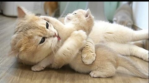 The way the mother cat loves her kitten is the very strongly