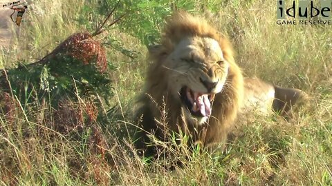 Lion Male On Male Social Interactions