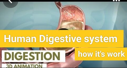 Human digestive system How it's works Animation