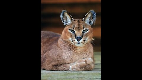 Big Cat Rescue~Chaos caracal bio