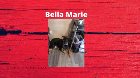 Bella's August Barkbox