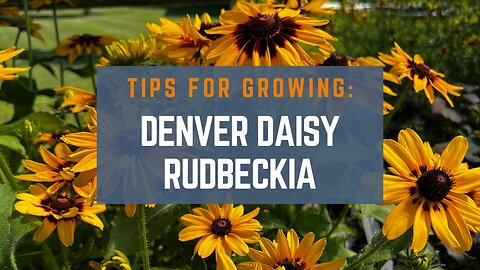 How to Grow Denver Daisy Rudbeckia (Black Eyed Susan)