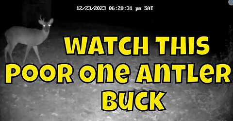 Trail Cam Footage of Whitetail Deer Rub #trailcam #trailcamera #trailcams
