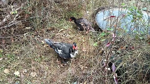 Muscovy drakes just going about their day 29th June 2021