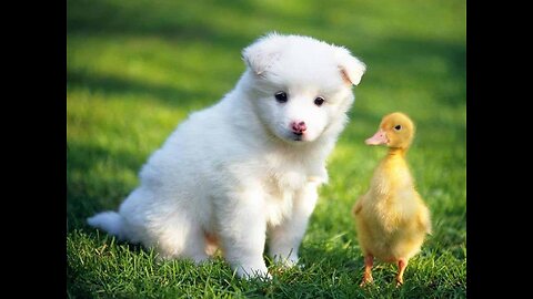 Baby Dog Playing With Baby Duck 🐣😍😍