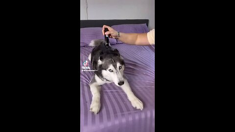 Must watch ! Funny Dog reaction 😂