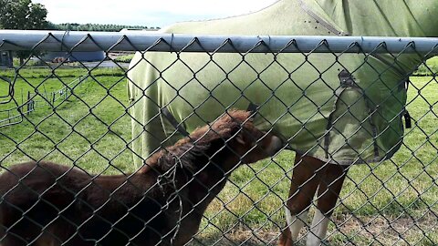 A baby horse looking for his mom's breasts