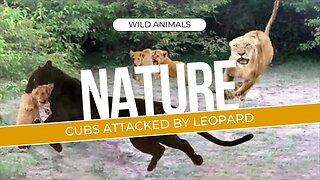 Unbelievable!! Lion Cubs Escaped Death From The Mad Leopard