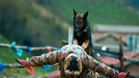 Best Action Movies 2021 Brave Dog Best Hollywood Action Movie Of All Time 2021