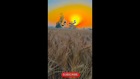 گندم کی کٹائی کی دلکش اور خوبصورت ویڈو