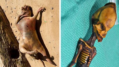 18 Strangest Mutated Sea Creatures Found Washed Up