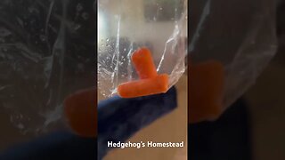 Dogs fighting over carrots
