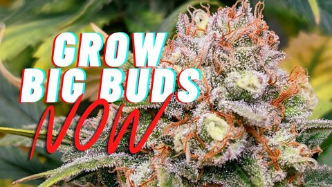 Quick Tips for Big Buds | How to Grow Cannabis