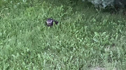 Otter in my Back Yard!!