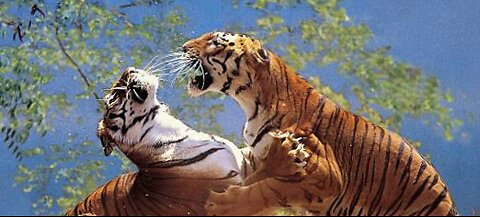 Most amazing moments animals fight