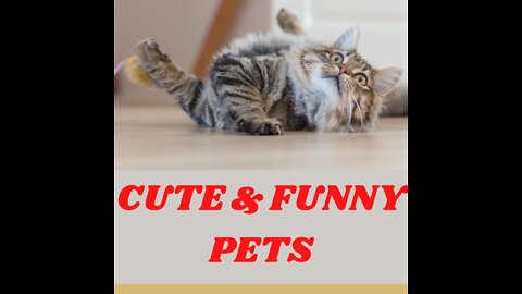 Funny cut cats