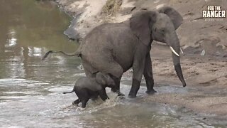 Elephant Sightings At Talek River, Maasai Mara, Kenya | Zebra Plains