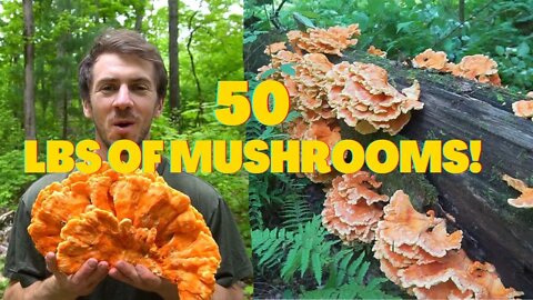 I Foraged 50 Lbs of Chicken of the Woods! Foraging, Identifying Mushrooms and Look a likes @Foraged