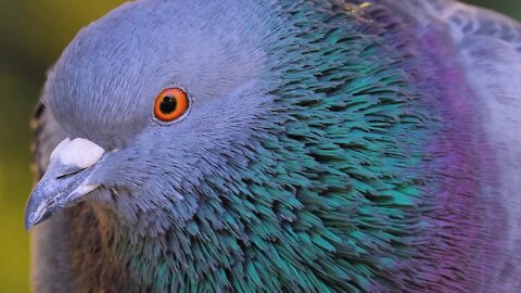 Beautiful Pigeon Amazing Footage Ever