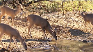 Sonora Desert Whitetail