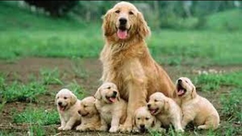 Cute mother dog protects and playing with their babies Compilation