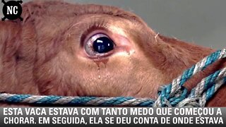 Esta vaca estava com tanto medo que começou a chorar. Em seguida, ela se deu conta de onde estava