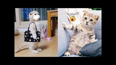 Best Funny Animal Videos of 2023 - Funniest Cats and Dogs Videos