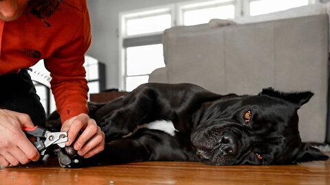 How I Trim Cane Corso's Nails 💅