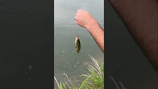 Little Green Sunfish on a float and a micro bloodworm. #fishing #panfish #creekfishing #shorts