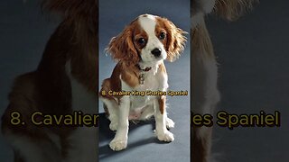 TOP 10 CUTEST DOG BREEDS IN THE WORLD #shorts