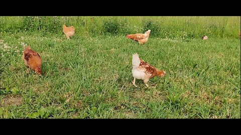 Easy Chickencoop Run