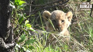 Lioness With Small Cubs | Maasai Mara Safari | Zebra Plains