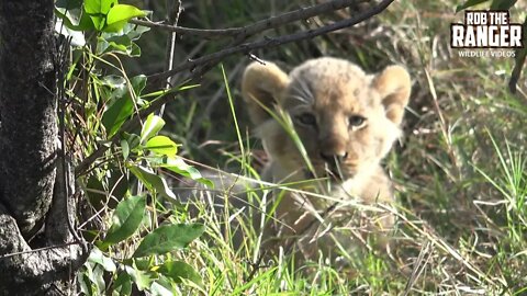 Lioness With Small Cubs | Maasai Mara Safari | Zebra Plains