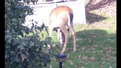 Young Buck Walks through the yard eating apples again.