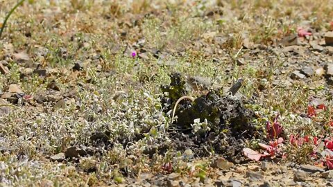 Chilean iguana, Callopistes palluma, in natural behavior digging, searching and eating insects7