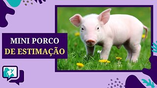 7 Coisas para SABER antes de ADOTAR um MINI PORCO