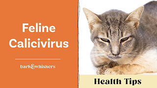 Dr. Becker Discusses Feline Calicivirus (FCV)