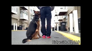 Dog Training Overview. Ridgeside K9, LLC