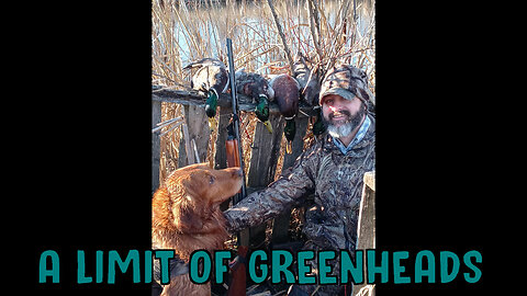 A Limit Of Greenheads