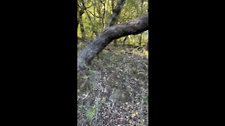 Tree Arched Over Trail