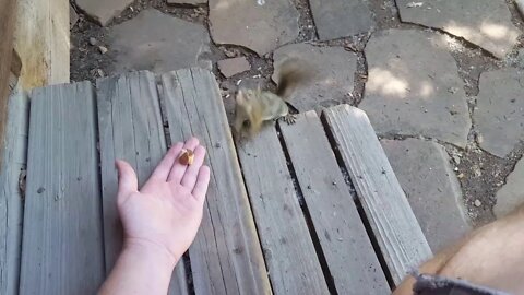 Squirrel eats from hand